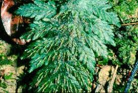 Image result for Abrodictyum