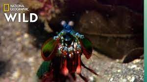 The mantis shrimp is one of the most interesting crustaceans found in the ocean. Mantis Shrimp Packs A Punch Predator In Paradise Youtube