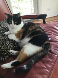Every calico cat has its own markings. Callie Cat Calico Cat Orange Cats Cats