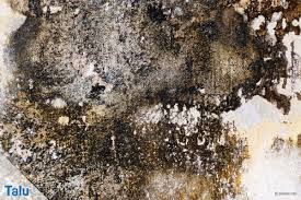Fugen sind bevorzugter ort für die ansiedlung von schimmel im bad, da sie den optimalen nährboden für die sporen bieten. Weisser Schimmel An Der Wand Was Tun Weissschimmel Loswerden Talu De