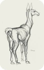 Sdzoo003 Jawcooper Jpg 627 1 000 Pixels Animal Drawings Animal Sketches Creature Design