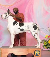 My name is mimi kim and i have been a breeder, and exhibitor in both breed and obedience in northeastern ohio since 1992. Harlequin Mantle Black Blue Merle Great Danes Mdjb Danes In 2021 Blue Merle Great Dane Great Dane Dane