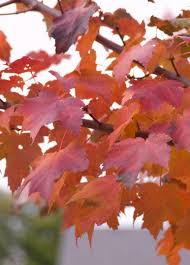 It grows at a fast rate, and under ideal conditions can be expected to live for 80 years or more. Nursery Shade Trees Wolcyn Tree Farms Cambridge Mn