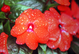 Image result for red and orange flowers