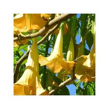 Image result for Brugmansia aurea