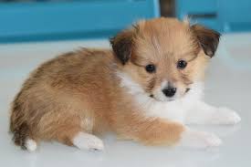 Japanese cat japanese names japanese culture cool pet names cat names names with meaning cool cats languages pets. Beautiful Names For Female Dogs 1000 Ideas Choiceone