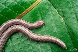 Image result for Triainolepis