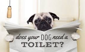 Locate the litter box in the room so. Dog Toilet 101 Why Your Dog May Need One Caninejournal Com