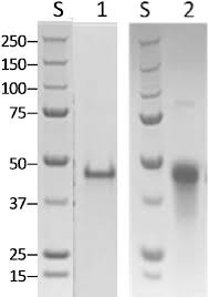 Turns out that more modern versions of word *can* color outside the page margins if you specify negative left and right margins. Sds Page Collage Of A S Pyogenes V Cl Collagens Where 1 V Cl 2 Download Scientific Diagram