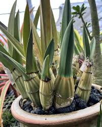 Image result for Eulophia