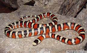 Sonoran Mountain Kingsnake Lampropeltis Pyromelana Arizona Reptile Snakes Reptiles Amphibians