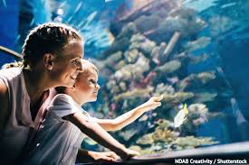 ' 'oceanarium lviv'' приготував вікторину, що подарує можливість. U Najbilshomu Portovomu Misti Ukrayini U Lvovi Vidkrivayut Okeanarium Aktivisti Zabili Na Spoloh Cherez Vidkrittya Velikogo Okeanariumu