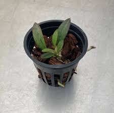 Image result for Oeceoclades saundersiana