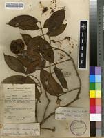 Image result for Clitandra cymulosa