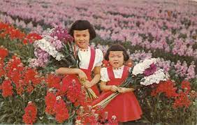 The Beautiful Japanese Flower Gardens On Baseline Rd Japanese Flowers Flower Garden Instagram