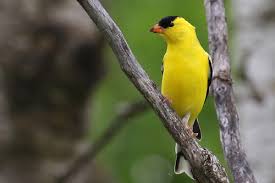 Small finch with a short, conical bill and a short, notched tail. Manitoba Breeding Bird Atlas Atlas Des Oiseaux Nicheurs Du Manitoba