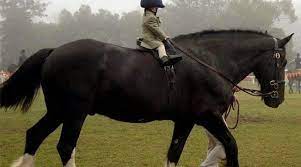 What Is A Cob Good Horse