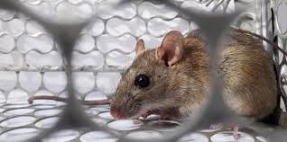 Humans are thought to acquire hantaviruses through contact with infected rodents or their excretions. Hantavirus How Idle Cars Could Spread Silent Pandemic Select Car Leasing