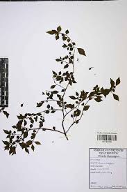 Image result for Pilea rivularis