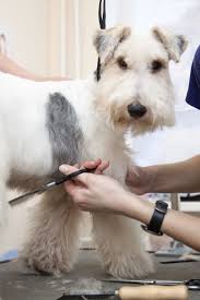 Prices for grooming directly correlates to the time it takes to make your dog beautiful. Paws Pet Grooming Langebaan Petsclub