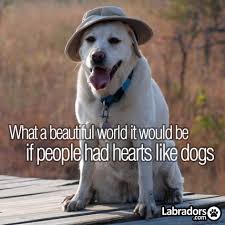 Labradors Com Home Dogs I Love Dogs Dog Quotes