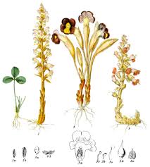 Image result for Orobanchaceae