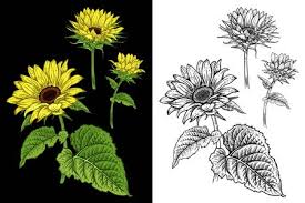 1500 x 1004 jpeg 318 кб. Sunflowers Isolated Autumn Flowers And Leaves Flowers Colored And Black And White Floral Pattern Decorative Vector Illustration Vintage Hand Realistic Drawing Tasmeemme Com