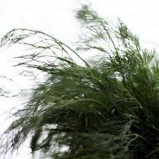 Nov 08, 2020 · how to harvest dill leaves. Informationen Zur Ernte Von Dill Und Trocknen Von Dill Weed Und Dill Seeds Haenselblatt Com