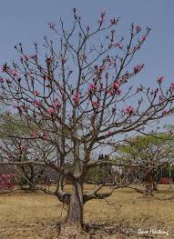 Image result for Pseudobombax