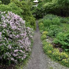 Image result for Syringa meyeri ´Palibin