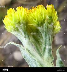 Image result for Helichrysum argyranthum