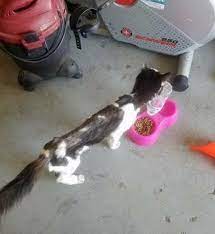 5 Pound Stray Cat Can T Stop Smiling Now That He S Found A Place To Call Home Stray Cat Siberian Cats For Sale Cat Safe Plants
