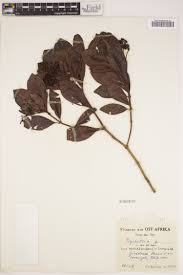 Image result for Chassalia parvifolia