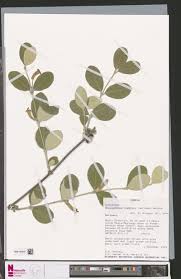 Image result for Leptactina benguelensis