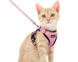 kitten wearing a collar and harnessの画像