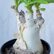 Image result for Cyphostemma schlechteri