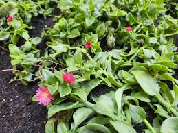 Image result for Delosperma tradescantioides