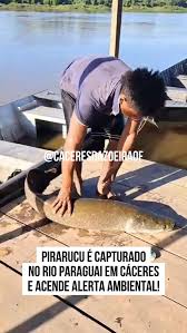 O aparecimento de um pirarucu no Rio Paraguai, registrado por um pescador  em C&aacute;ceres nesta semana, levantou um alerta sobre os impactos das esp&eacute;cies  invasoras no Pantanal. Mas, segundo especialistas, h&aacute; um