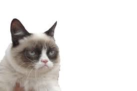 I Dare You Grumpy Cat Cats Animals
