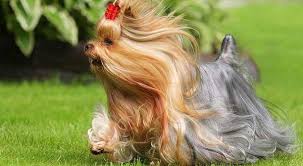 pin na doske yorkies