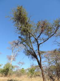 Image result for Viscum menyharthii