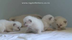 4 days ago *free* female medium. Truly Scrumptious Ragdoll Kittens Baby Kittens Youtube