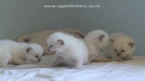 If you have newborn kittens who've been separated from their mother, consult with a veterinarian, shelter how much should a newborn kitten weigh? Truly Scrumptious Ragdoll Kittens Baby Kittens Youtube