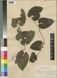 Image result for Aristolochia albida