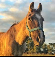 CRRE Centro de Rescate y Rehabilitación Equino