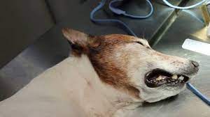 Breathing problems due to surgery, chemotherapy and radiotherapy: A 16 Year Old Jack Russell Has Foul Breath And Coughs Blood Why Youtube