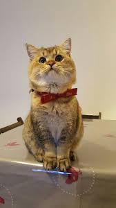 British Shorthair Black Golden Shaded Kedi