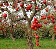 Image result for pruning plum trees