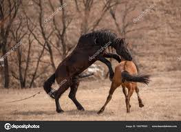 Cavalos fazendo sexo no prado — Foto © Manhattan001 194276920