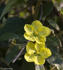 Image result for Sphedamnocarpus pruriens